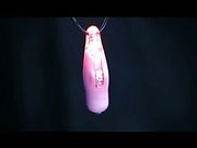 My first nipple clamps by Nasstoys - Commercial