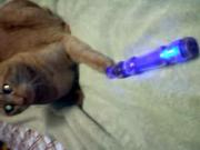 My Cat Playing with a Vibrator