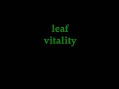 Leaf Vitality Dual Stimulation Vibrator Review